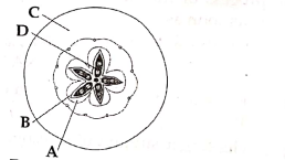 Biology Question Image