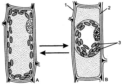 03: Absorption By Roots : Icse-x-biology 03: Absorption By Roots : Icse-x-biology