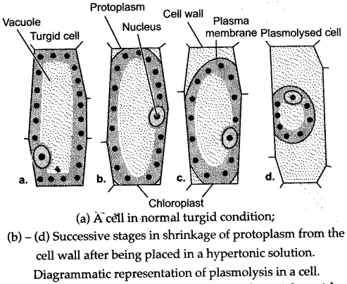 The diagram below represents a layer of epidermal cells  KnowledgeBoat